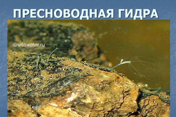 Кракен клирнет ссылка