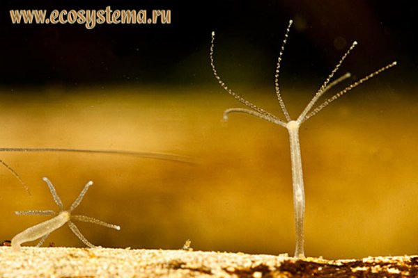 Услуги даркнета