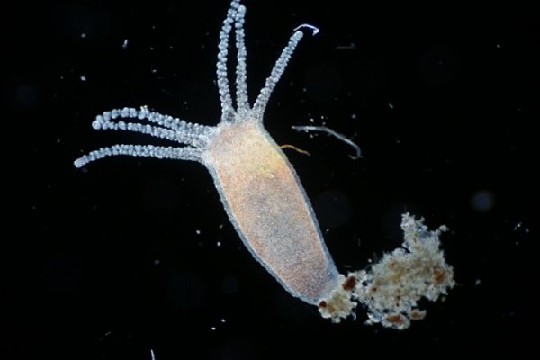 Кракен маркетплейс ссылка и современные технологии